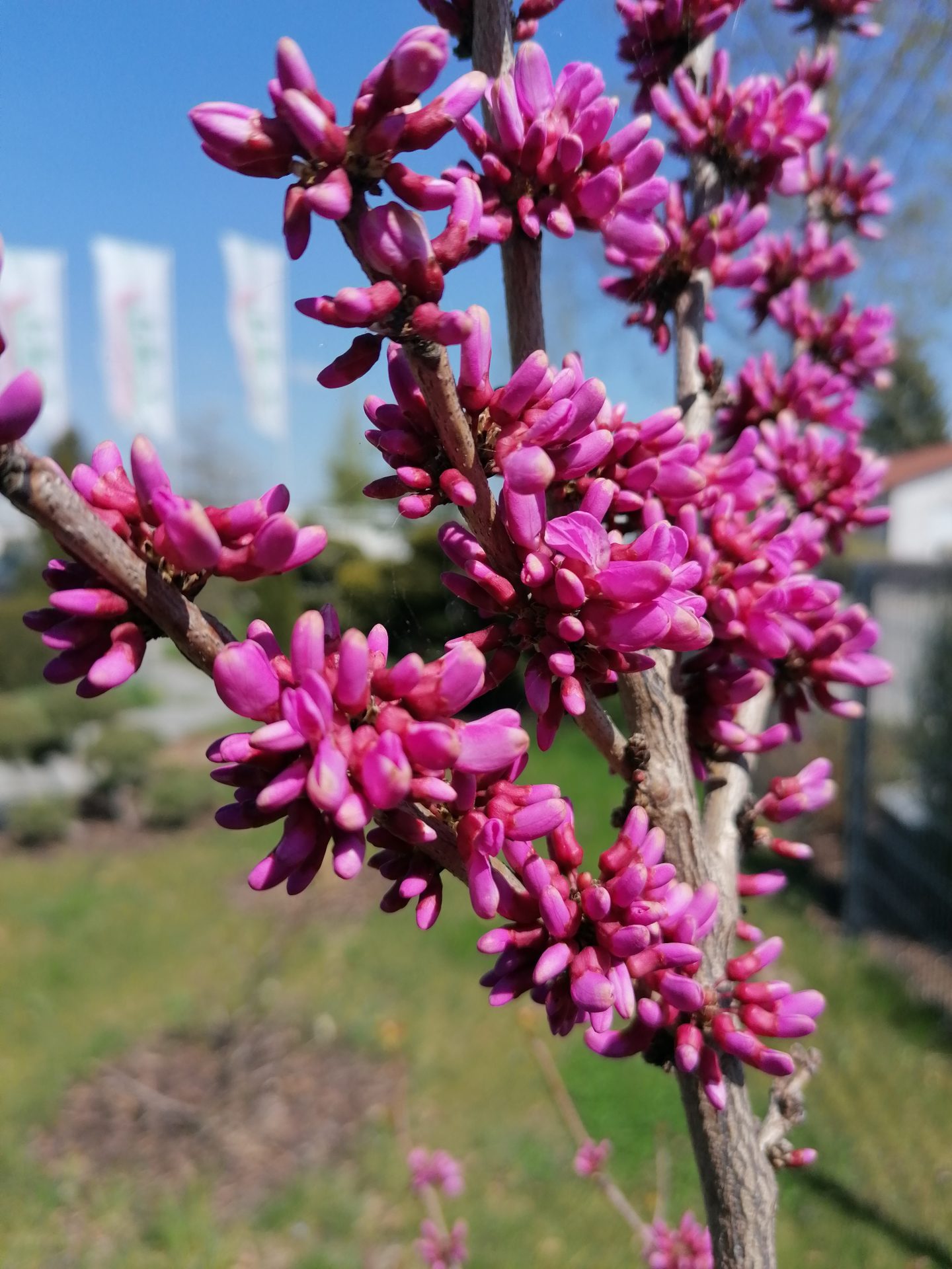 STRÄUCHER Baumschule